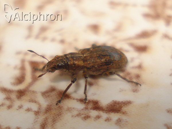 Sitona lepidus