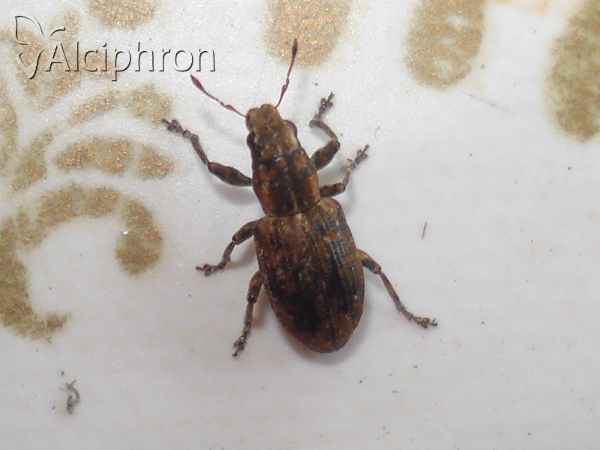 Sitona lepidus