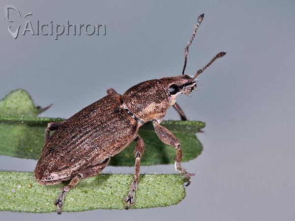 Tanymecus palliatus