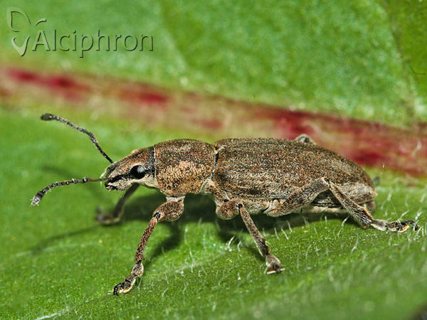 Tanymecus palliatus