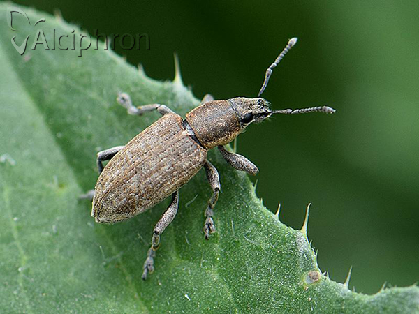 Tanymecus palliatus
