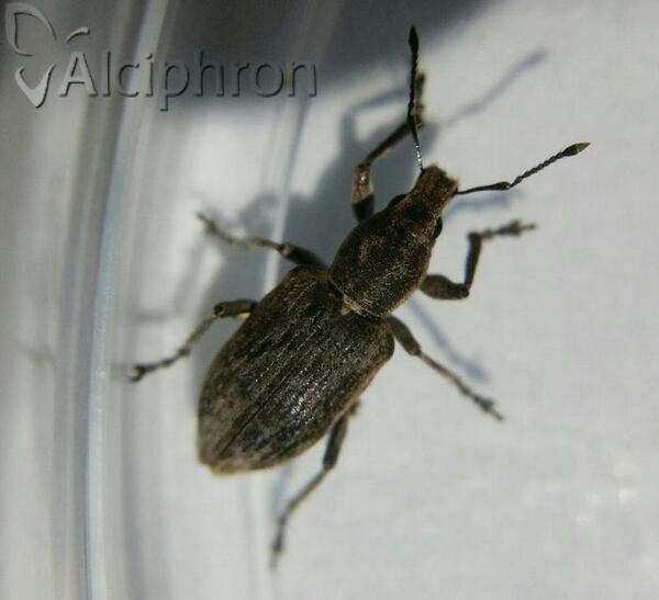 Tanymecus palliatus