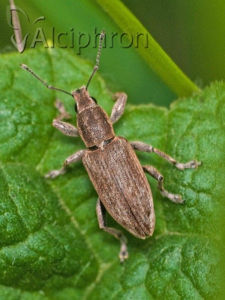 Tanymecus palliatus