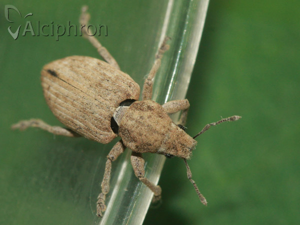 Tanymecus dilaticollis
