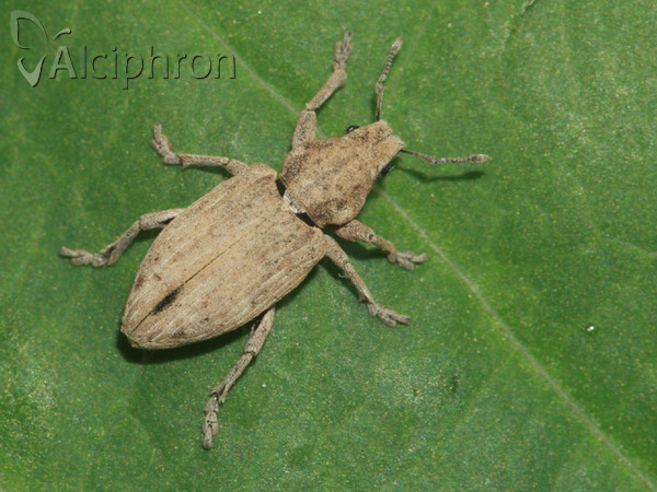 Tanymecus dilaticollis