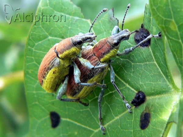 Chlorophanus viridis