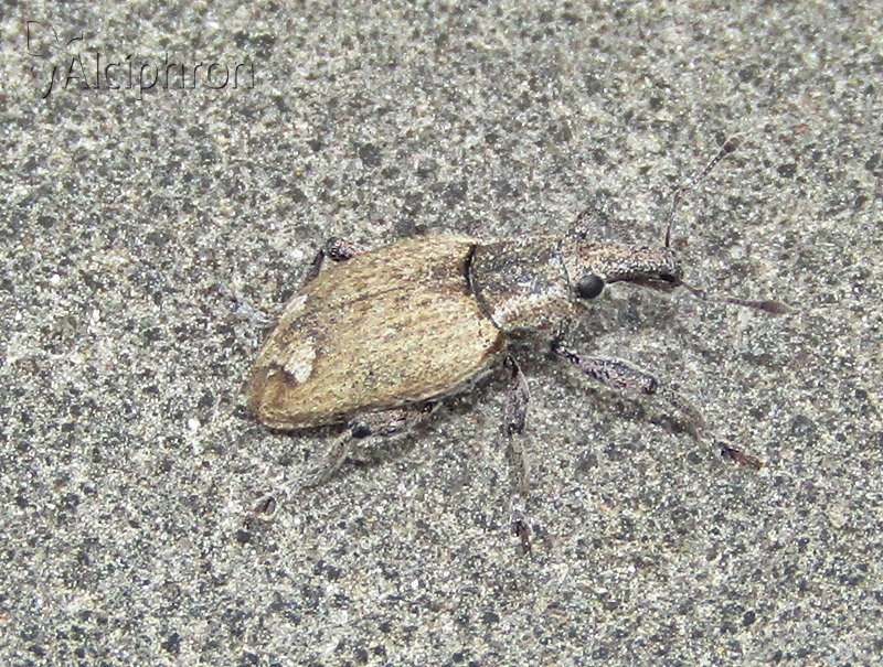 Graptus kaufmanni