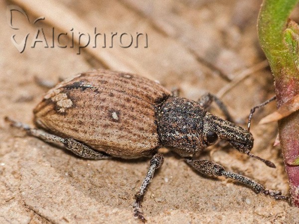 Graptus kaufmanni