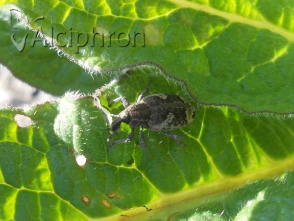 Graptus triguttatus