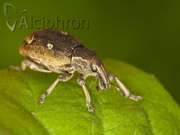 Graptus triguttatus