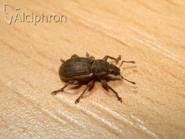 Mesagroicus obscurus