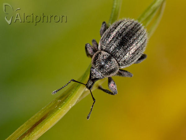 Apsis albolineata