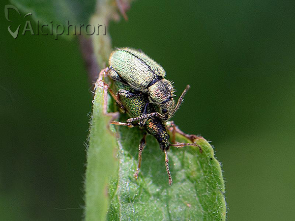 Phyllobius betulinus