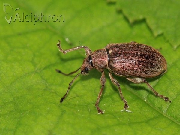 Phyllobius pyri