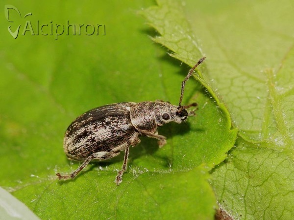 Phyllobius pyri