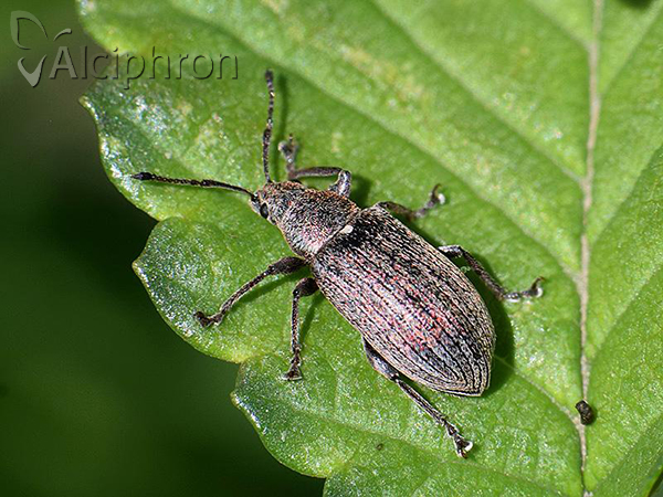 Phyllobius pyri