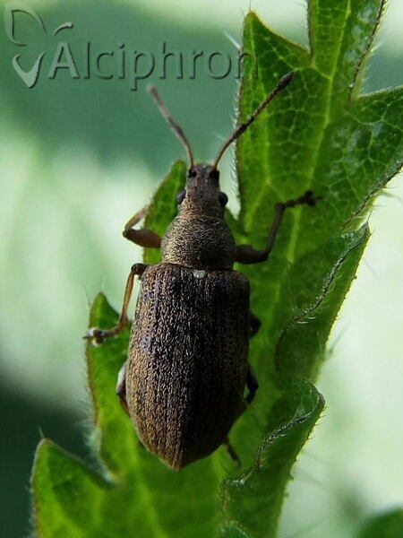 Phyllobius pyri