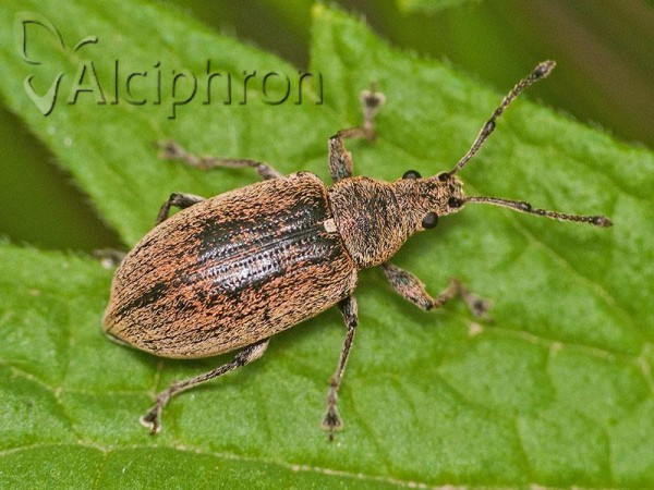 Phyllobius pyri