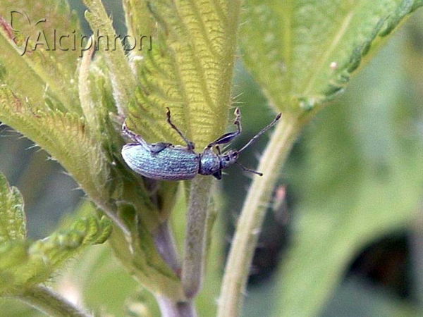 Phyllobius argentatus