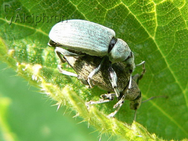 Phyllobius argentatus