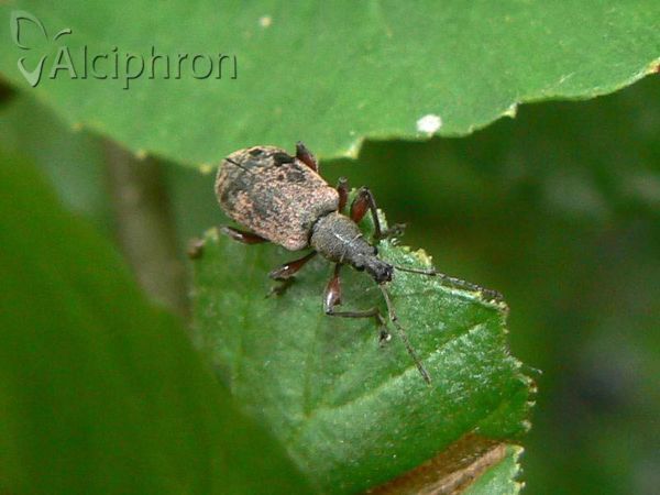 Phyllobius glaucus