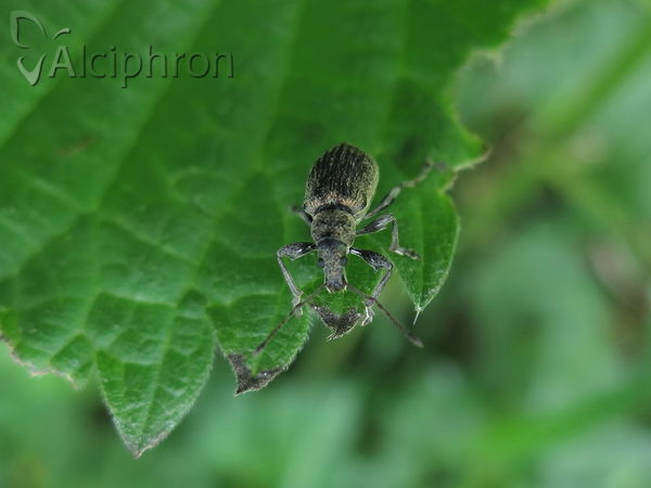 Phyllobius pomaceus