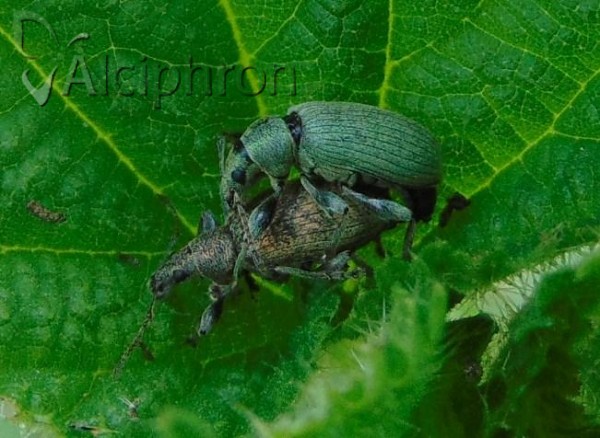 Phyllobius pomaceus