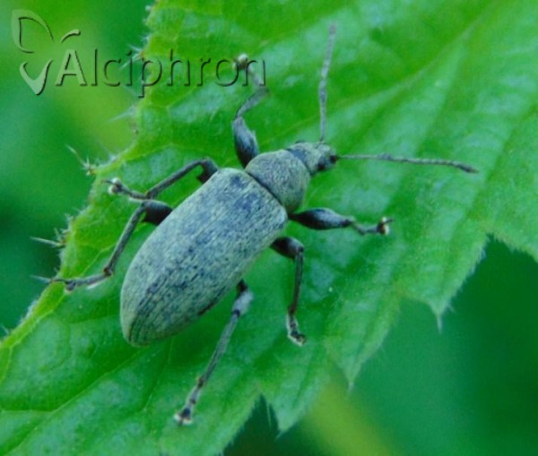 Phyllobius pomaceus