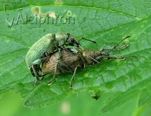 Phyllobius pomaceus