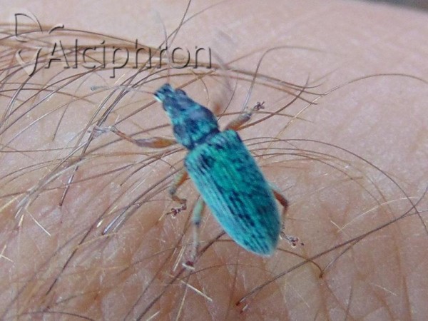 Phyllobius pomaceus