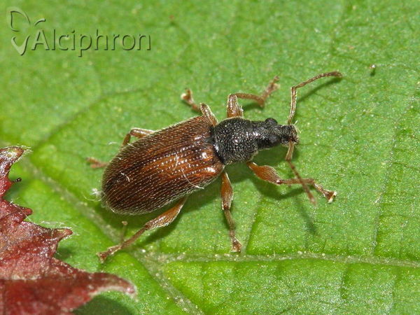 Phyllobius oblongus