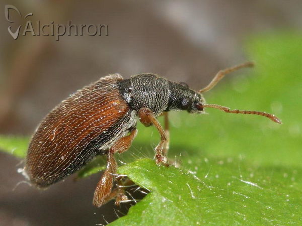 Phyllobius oblongus