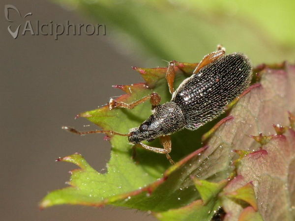Phyllobius oblongus