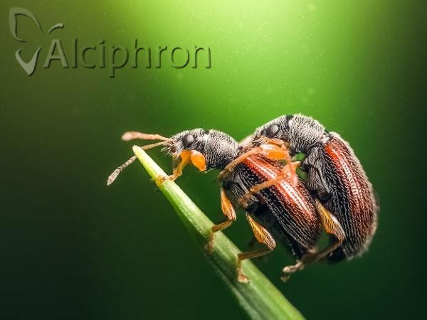 Phyllobius oblongus
