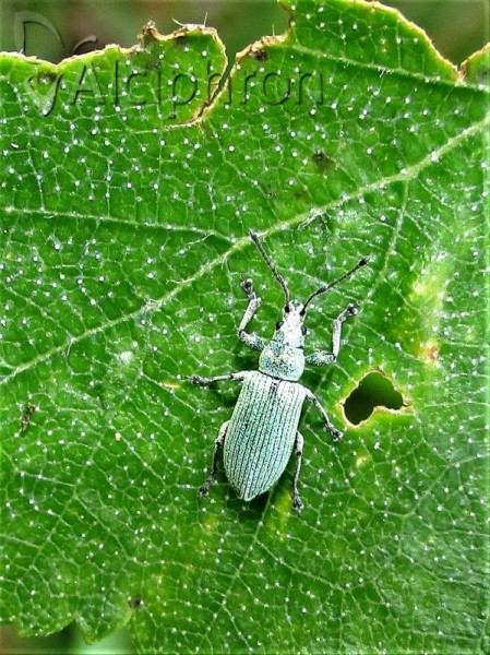 Phyllobius maculicornis