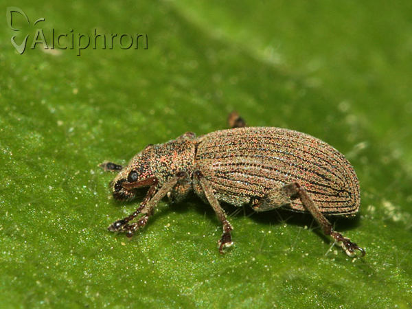 Phyllobius virideaeris