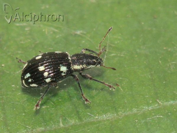Polydrusus picus
