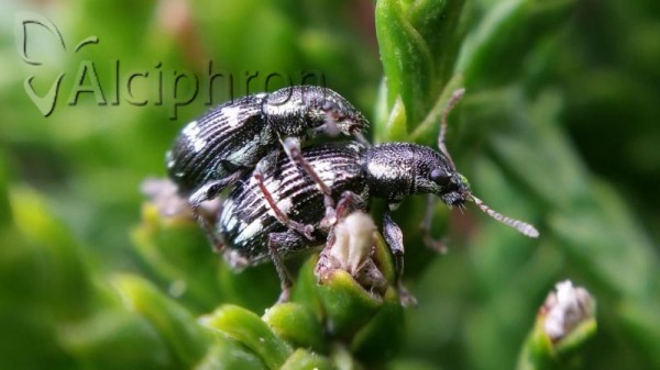 Polydrusus picus