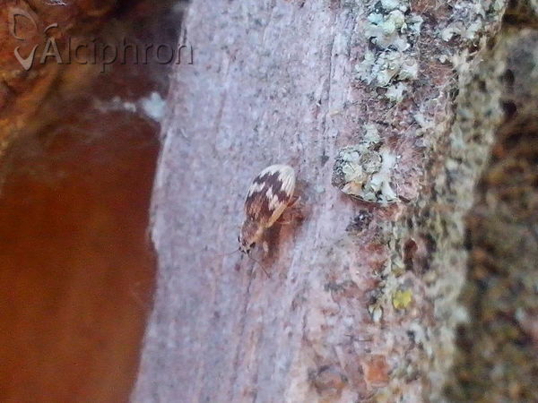 Polydrusus tereticollis