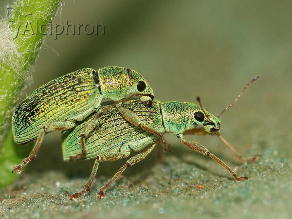 Polydrusus formosus
