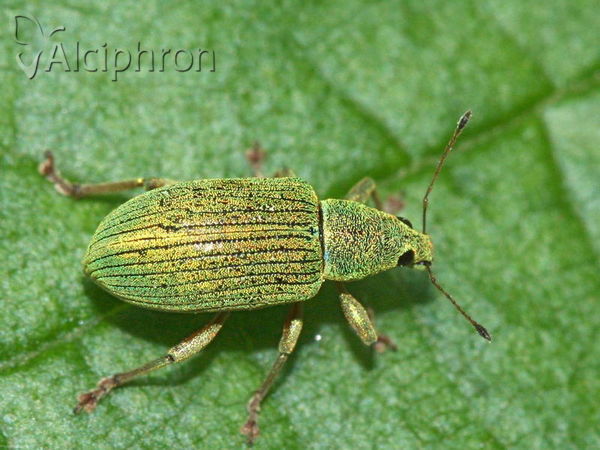 Polydrusus formosus