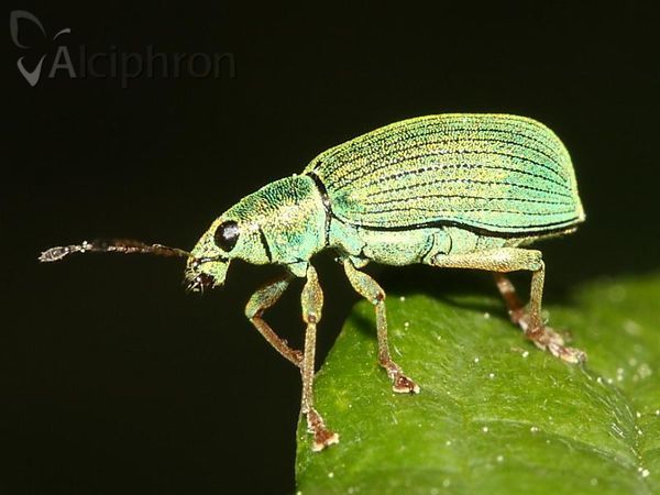 Polydrusus formosus