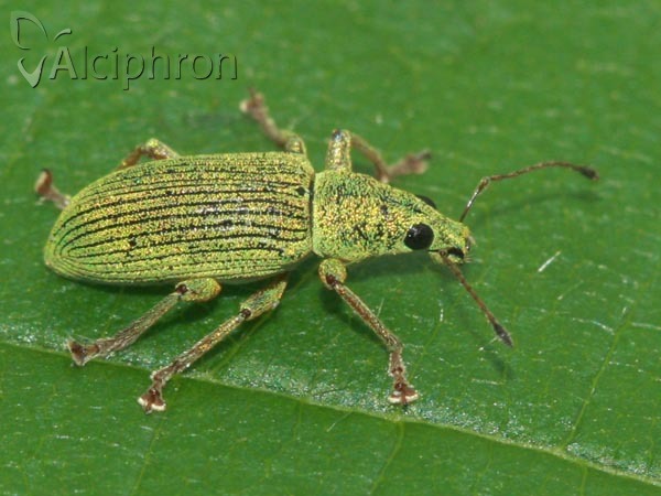 Polydrusus formosus