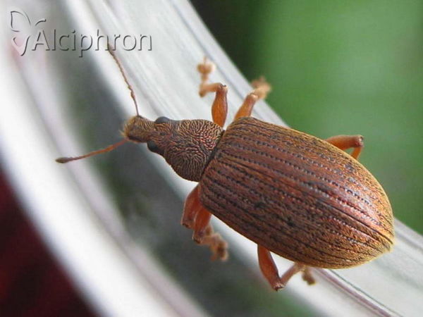 Polydrusus mollis