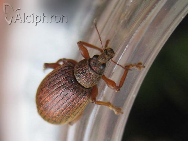 Polydrusus mollis