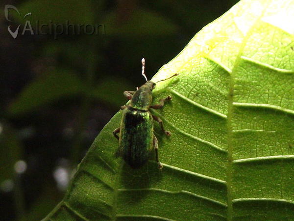 Polydrusus impar