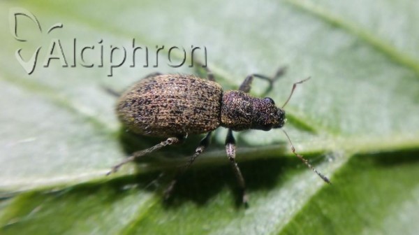 Polydrusus inustus
