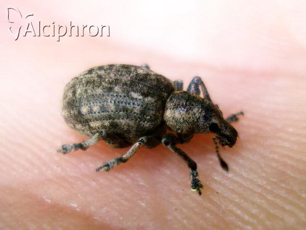 Liophloeus tessulatus
