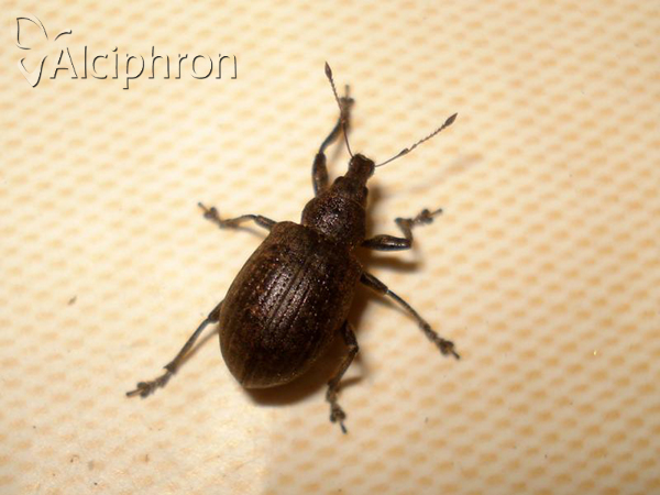 Liophloeus tessulatus