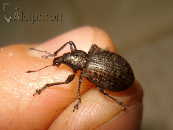 Liophloeus tessulatus